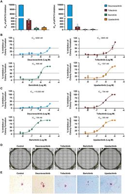 Nonclinical evaluations of deucravacitinib and Janus kinase inhibitors in homeostatic and inflammatory pathways